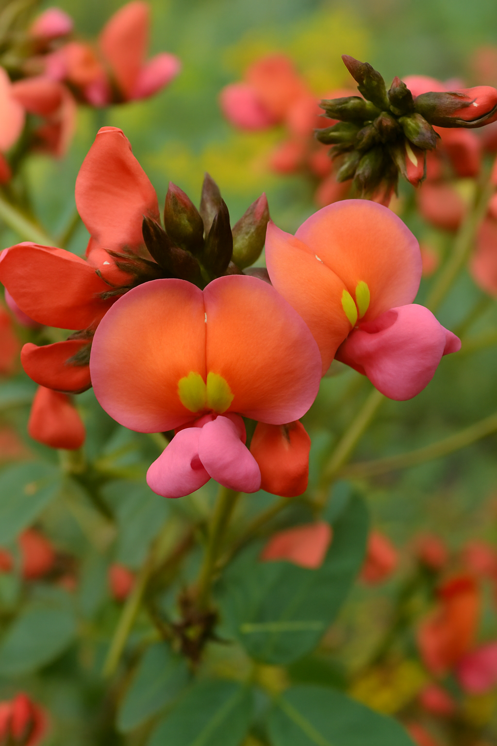 Coral Creeper